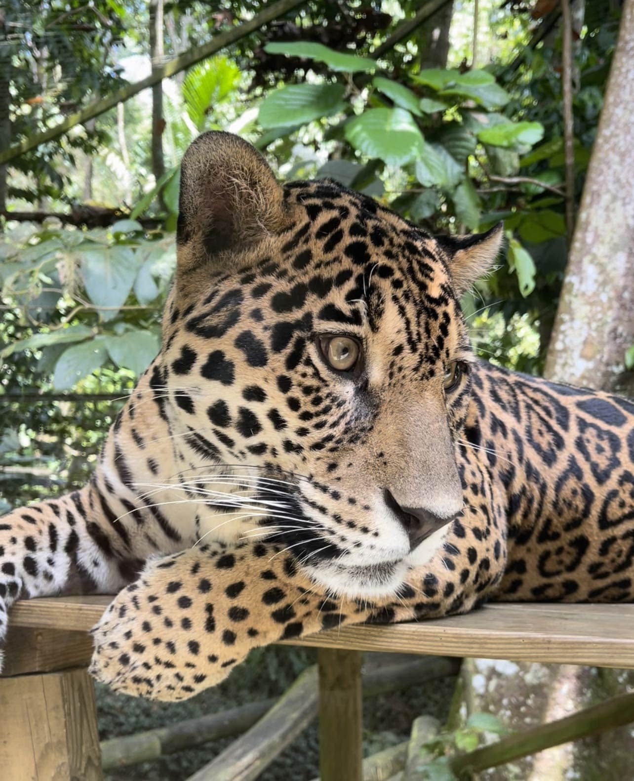 Oiseau Paradis fleur