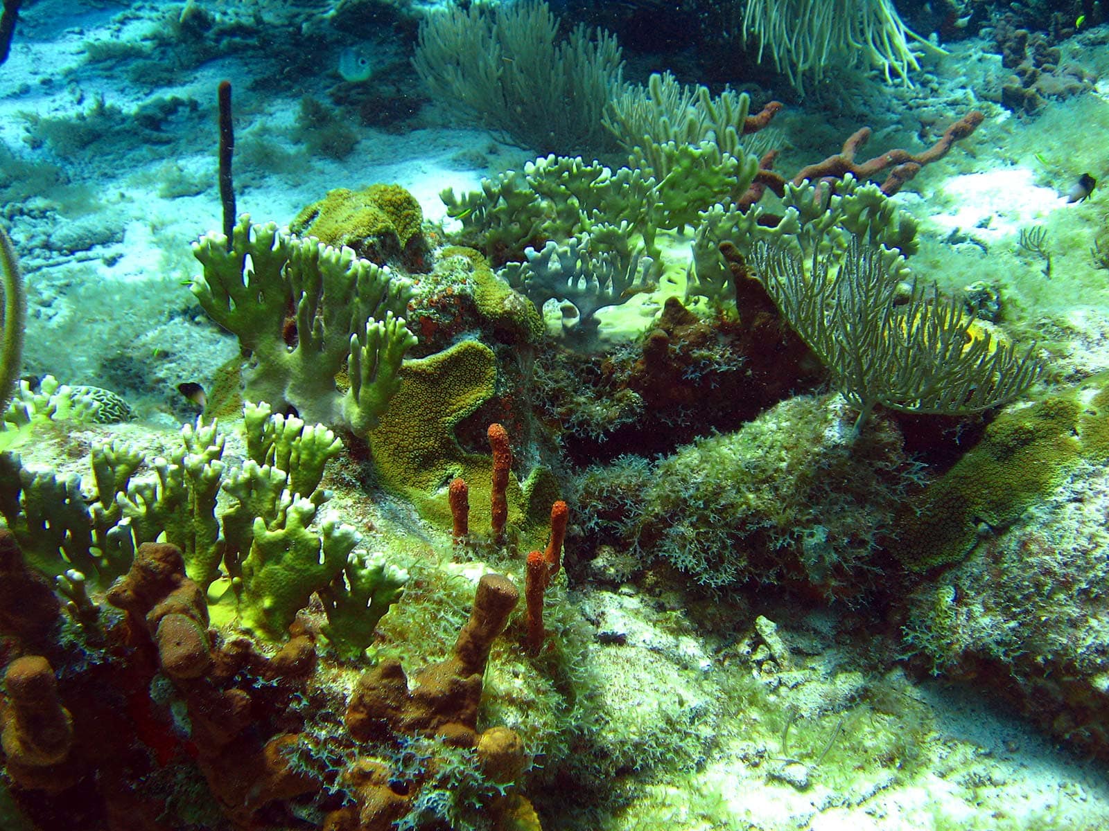 Réserve Cousteau - Récifs de corail