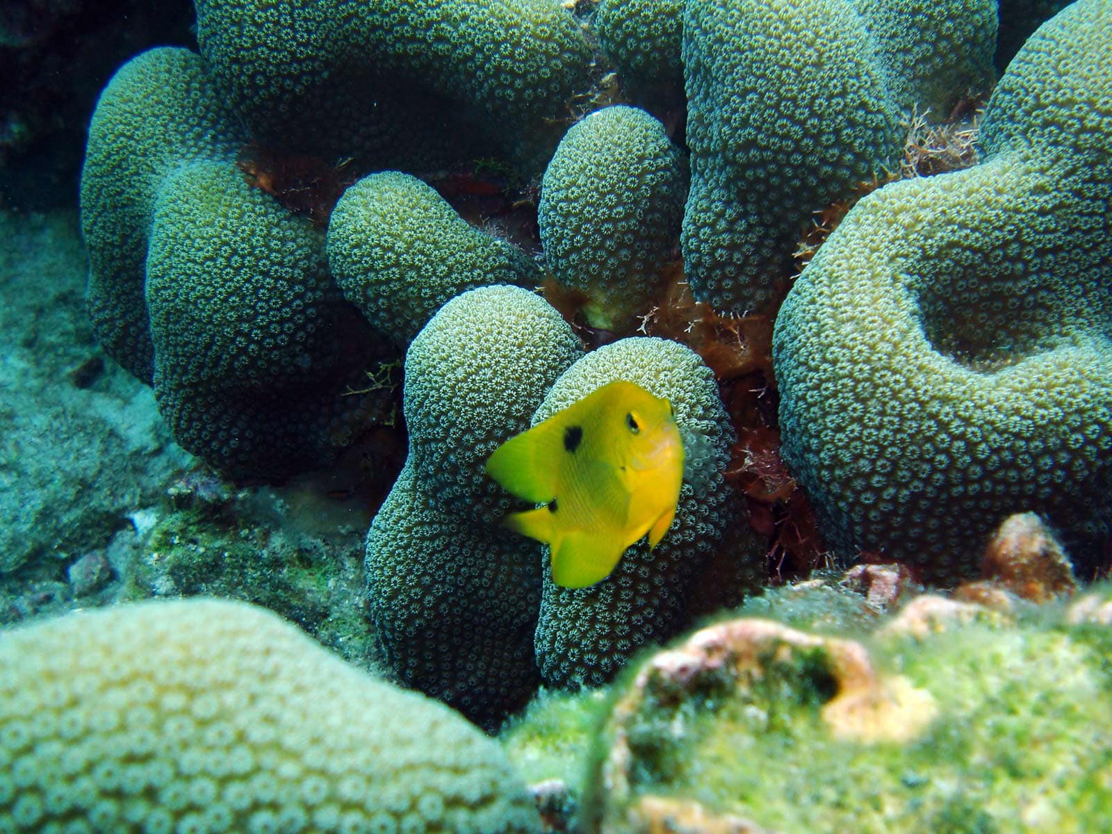 Réserve Cousteau - Coraux et Poisson demoiselle