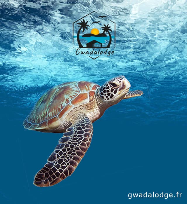 Plongée en Guadeloupe