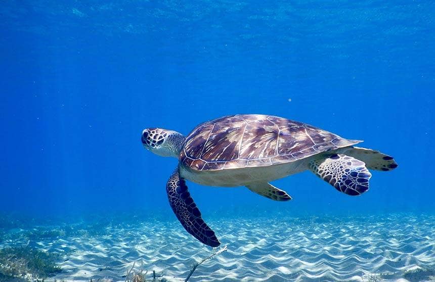 Tortue Réserve cousteau - Bouillante - Guadeloupe
